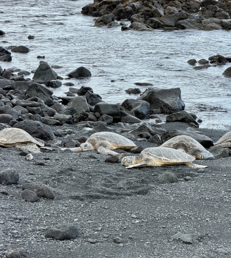 Sea turtles