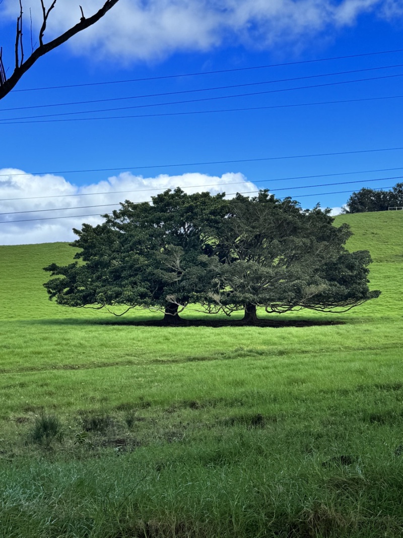 Two trees