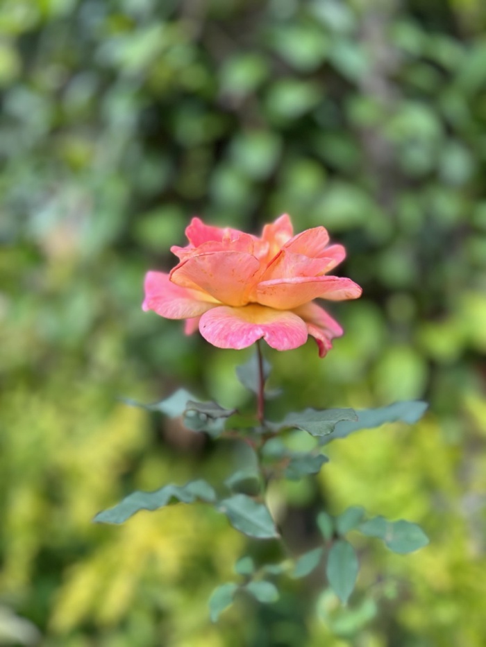 A rose against a green background